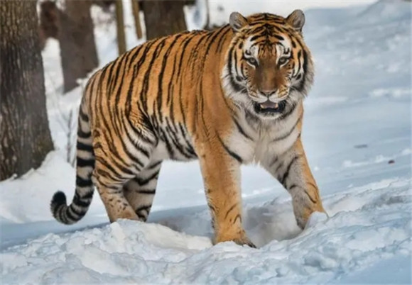 东北虎的速度