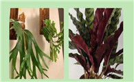 家里养猫可以种什么植物