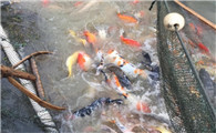 日本锦鲤批发零售