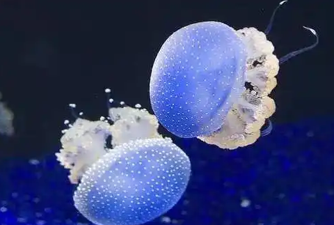 水母死了会活吗