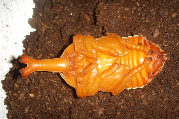 独角仙幼虫期