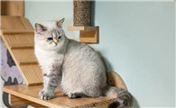猫贩子卖猫的渠道