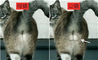 公猫和母猫的区别