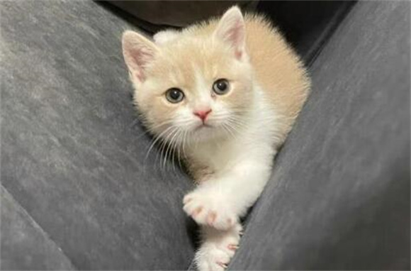 探索猫咪的性格奥秘:多样性与独特魅力的展现 探索猫咪的性格奥秘:多样性与独特魅力的展现