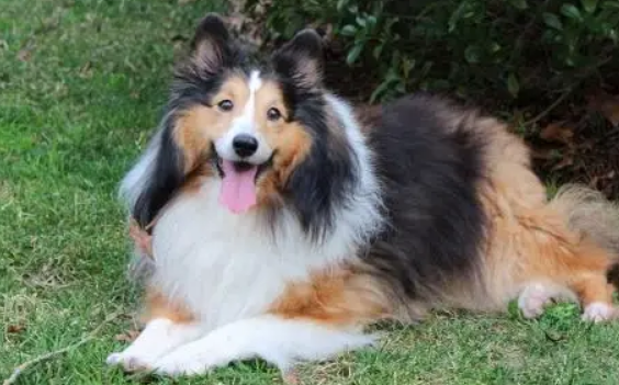 好看又乖巧的喜乐蒂牧羊犬，谁能不爱？