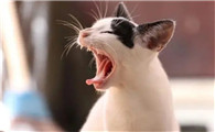 猫咳嗽吃什么药好得快