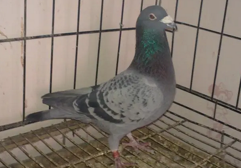 纯詹森鸽特征
