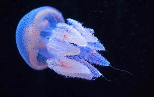 海蜇是不是水母