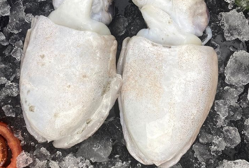 墨鱼是海鱼吗 墨鱼是海鱼吗