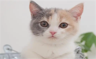猫会不会来大姨妈吗