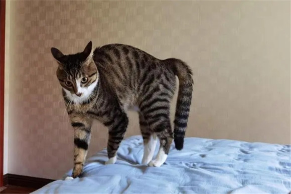 猫弓弓腰什么意思