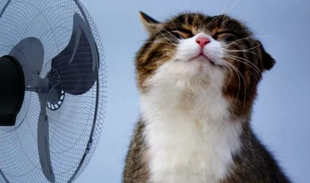 小暑节气，这样养猫才能养得更健康