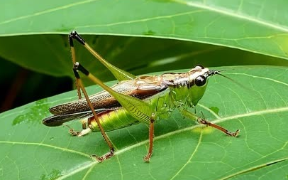 蝗虫是蝈蝈吗
