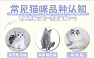 猫咪品种全解析｜新手养猫必备指南｜