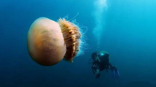 狮鬃水母是什么 狮鬃水母是什么