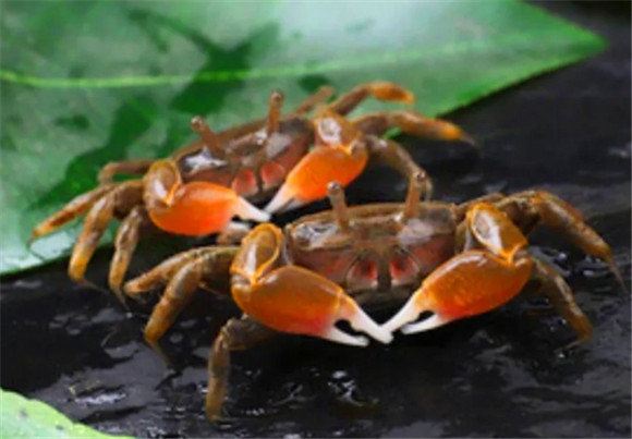 辣椒蟹吃虾