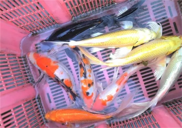 东莞哪买锦鲤