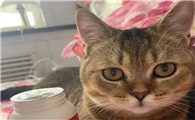 猫的细菌对人体有害吗