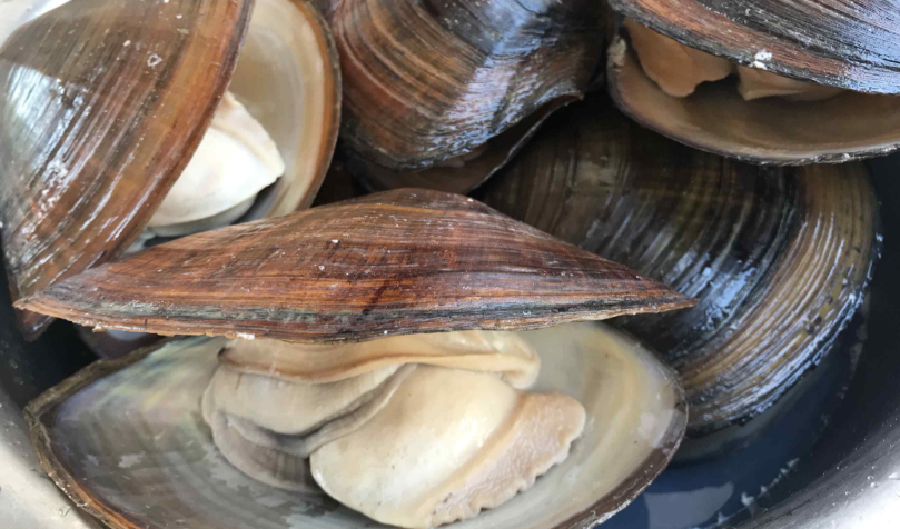 怀孕可以吃河蚌吗