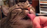 猫的舌头舔人有细菌吗