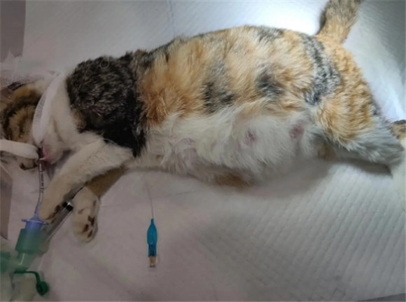 猫肚子有死胎的判断