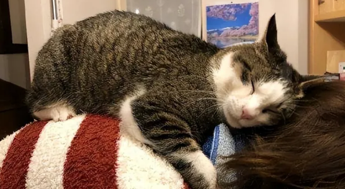 跟猫一起睡的4个坏处,尤其是第三个,你可能无法承受! 跟猫一起睡的4个坏处,尤其是第三个,你可能无法承受!