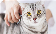 猫广谱消炎杀菌药膏