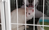 猫关笼子里一直叫怎么解决