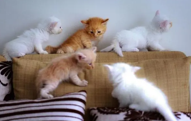 家庭养的公猫一般做不做绝育 家庭养的公猫一般做不做绝育