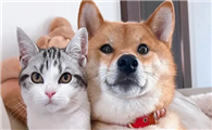 猫和狗眼中的主人