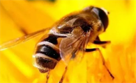 蜜蜂的命运如何