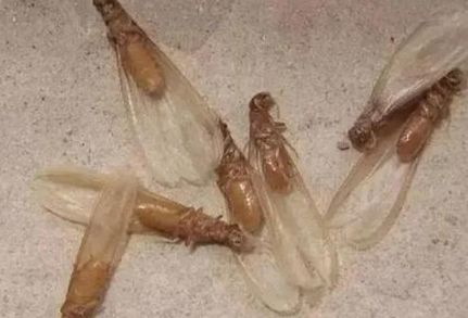 家中生白蚁是运气不好么