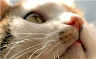 猫怀孕几月才能生下宝宝