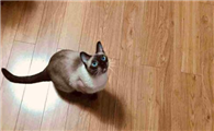 酒精与水拖地对猫有害吗