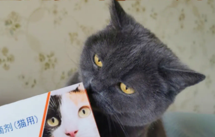 猫多久驱一次虫