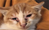 猫感冒的症状有哪些