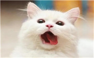 猫咳咳咳好像卡喉咙似的