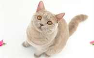 公猫发情期一般是多久