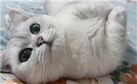 家庭养猫对人体健康有影响吗?