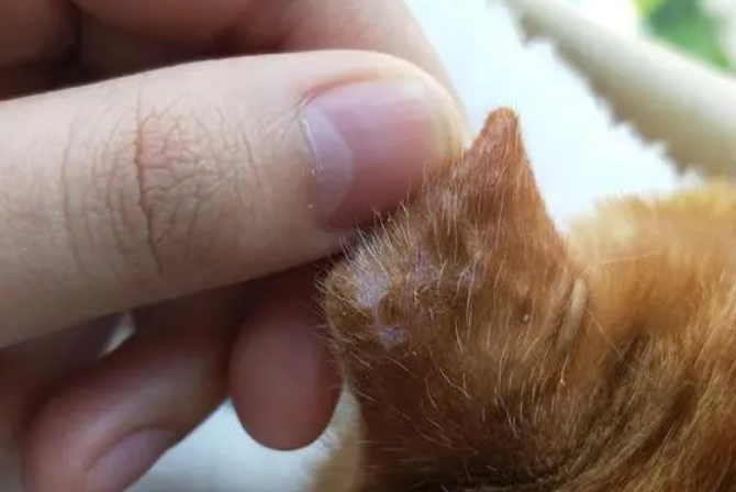猫耳朵旁边红色破皮 猫耳朵旁边红色破皮