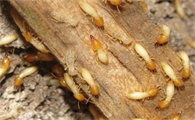白蚁的养殖方法