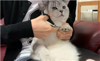 猫多久剪一次指甲?
