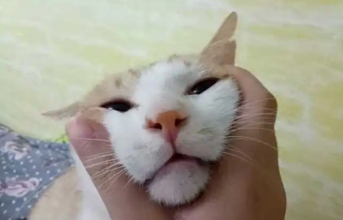 猫胡子断了是什么原因
