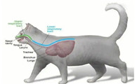 猫腹式呼吸是什么病