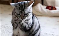 为啥“美短猫”的弃养率越来越高?