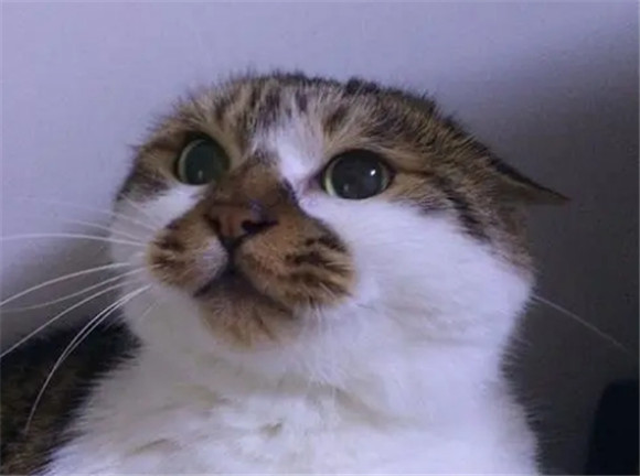 猫耳朵向两边压平