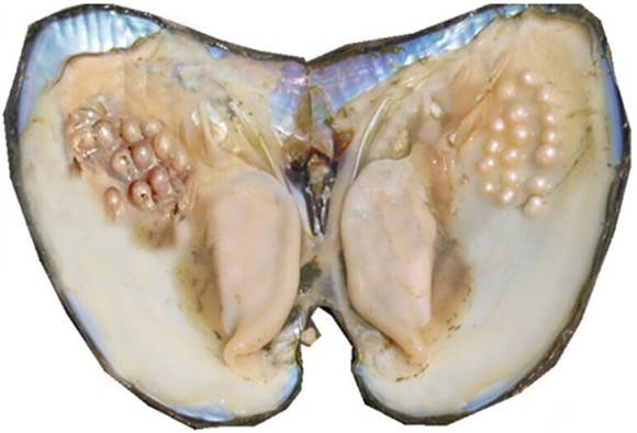 珍珠河蚌怎么养殖