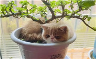 两个月的小猫总趴花盆怎么办