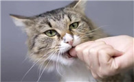 老一辈被猫咬了为啥不用打针