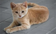 猫的寿命最长能活多少年